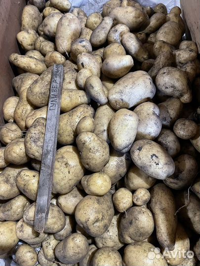 Семенной картофель сортовой