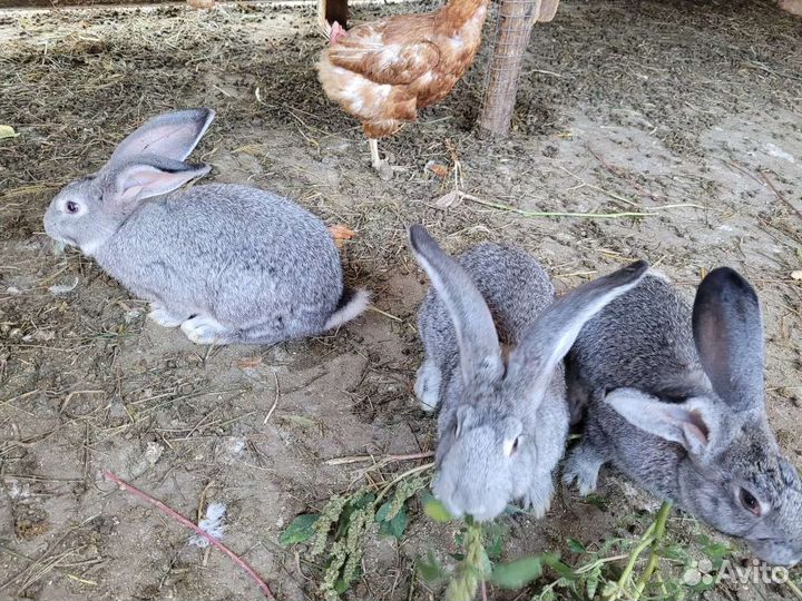 Кролики шиншила