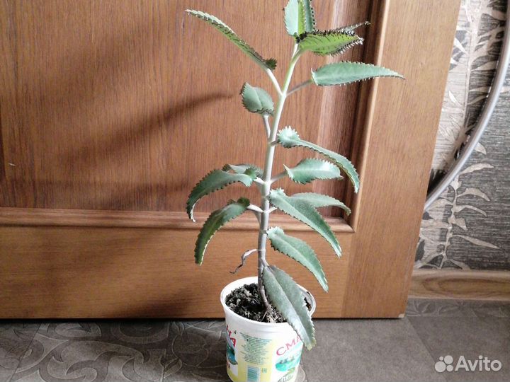 Каланхоэ лечебный