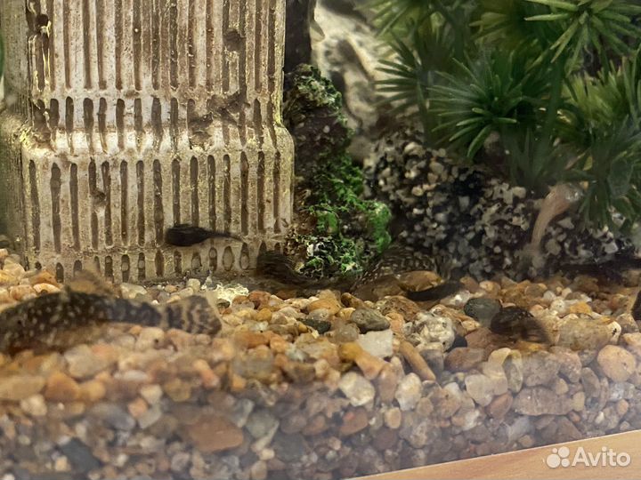 Рыба Анциструс