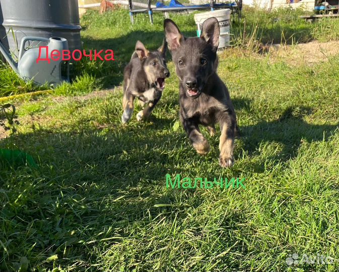 Собака в добрые руки отдам бесплатно