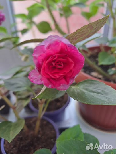 Продам сортовые Бальзамины