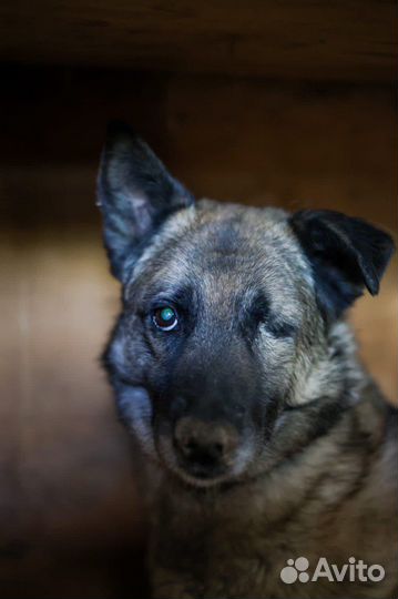 Прекрасная Джорджи