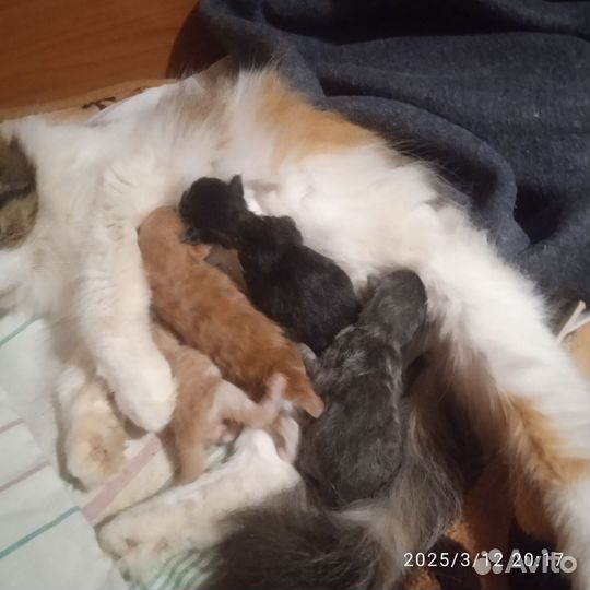 Котята в добрые руки