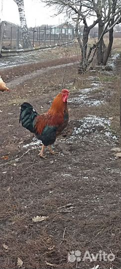 Молодые петухи