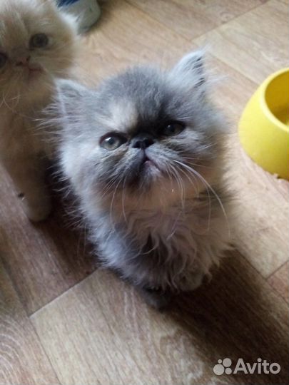Персидские котята