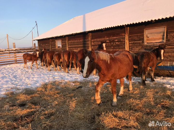 Жеребец тяжеловозной породы