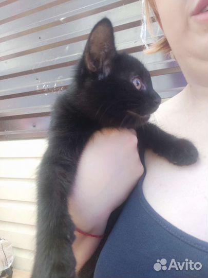 Кошечка с белыми лапками и черный котик в дар