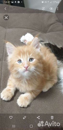 Котята мейн-кун