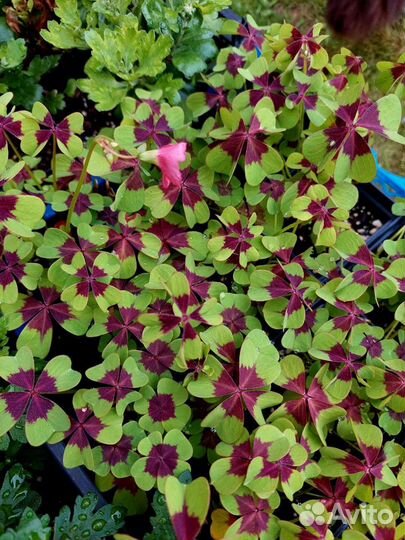 Кислица оксалис