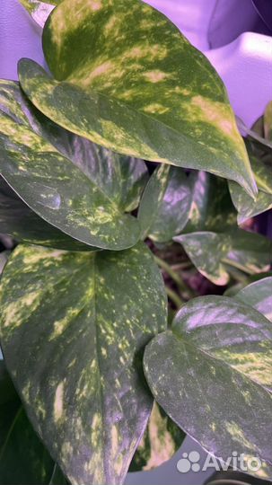 Сциндапсусы и эпипремнумы