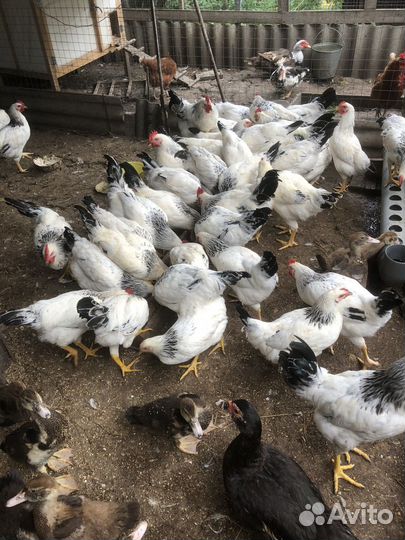 Петухи Адлерская серебристая