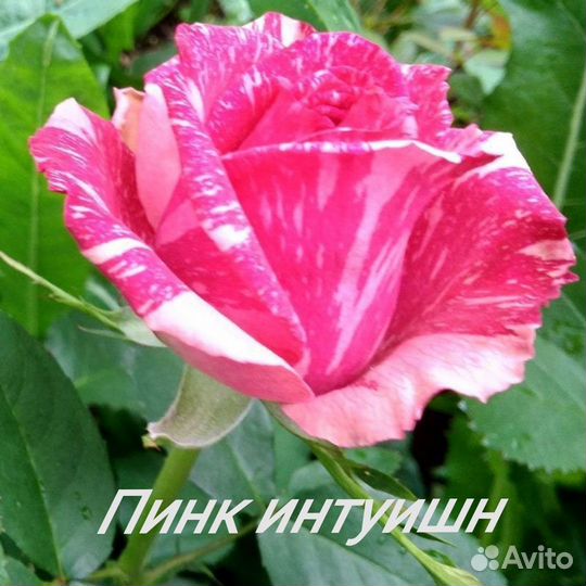 Розы привитые саженцы