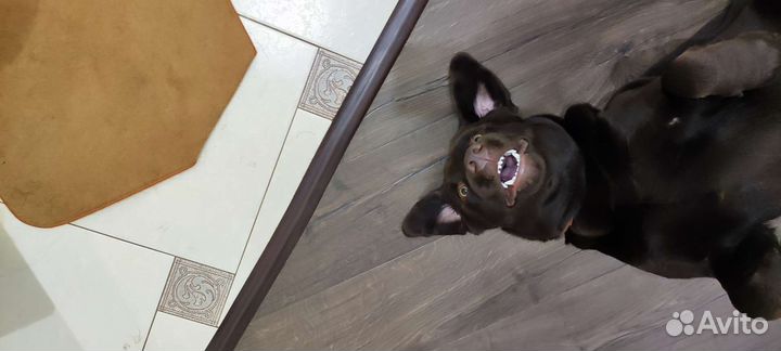 Кобель лабрадора вязка