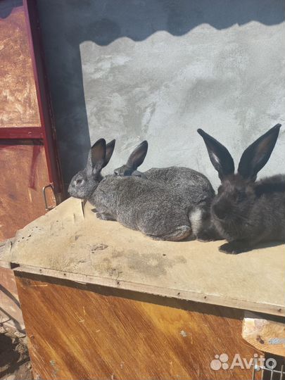 Кролики самки