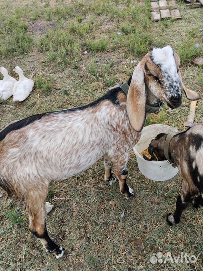 Нубийские козы