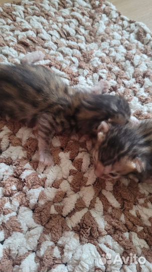 Бенгальская