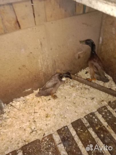 Утки индийский бегунок