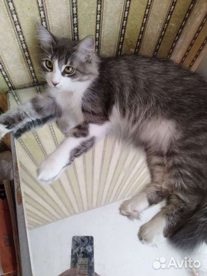 Котик