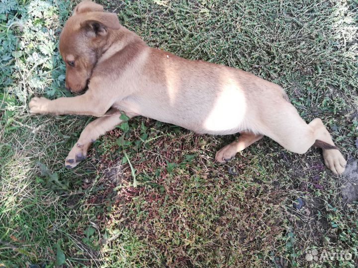 Собака в добрые руки