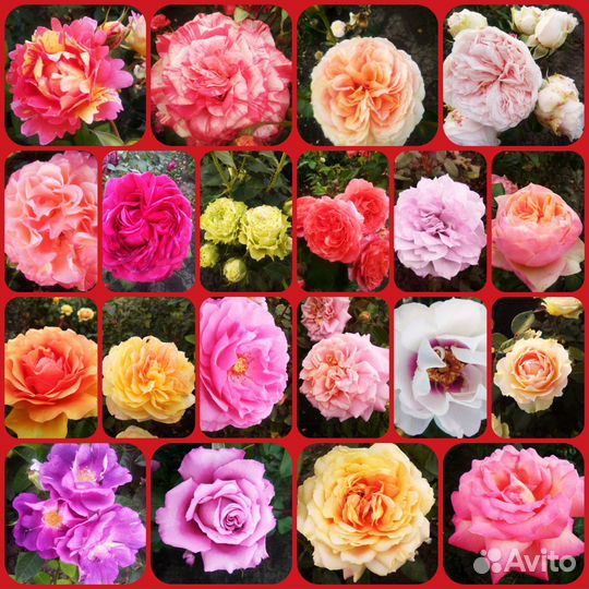 Продается роза