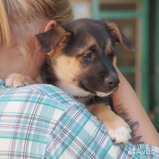 Щенок девочка 2мес в добрые руки
