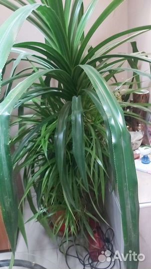 Пальма панданус