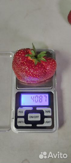 Рассада клубники