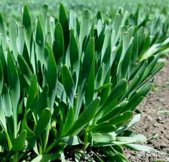 Лук многоярусный и другие луки