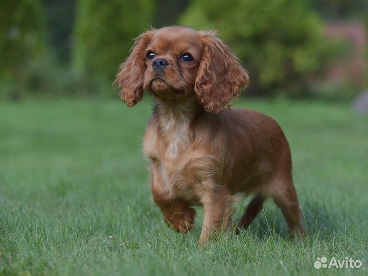 Кавалер Кинг Чарльз спаниель девочка