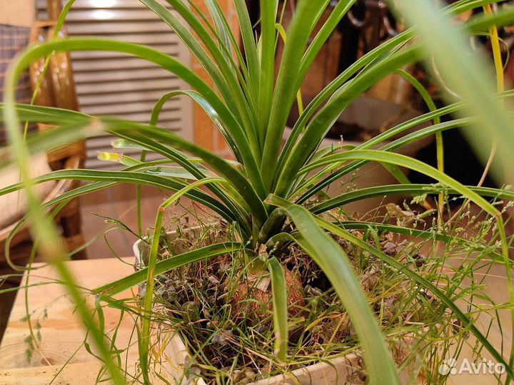 Бокарнея нолина