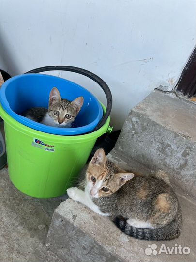 Кошечки в добрые руки