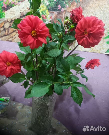 Георгины(клубни) примула