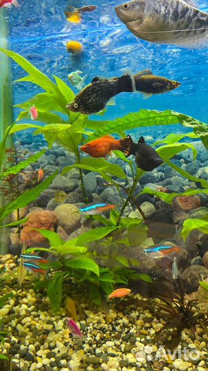 Улитки аквариумные ампулярии