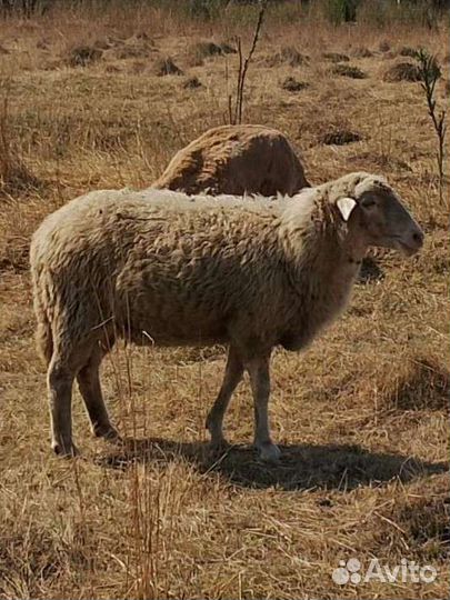 Овцы, яркий, баранчики