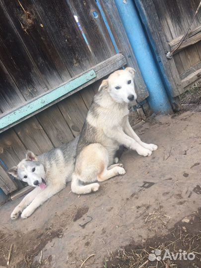 Отдаем щанят