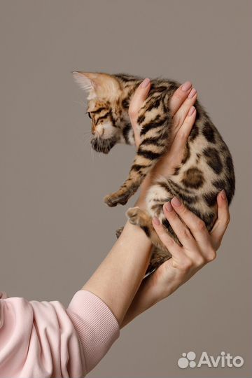 Бенгальская кошка
