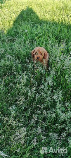 Щенки той пуделя