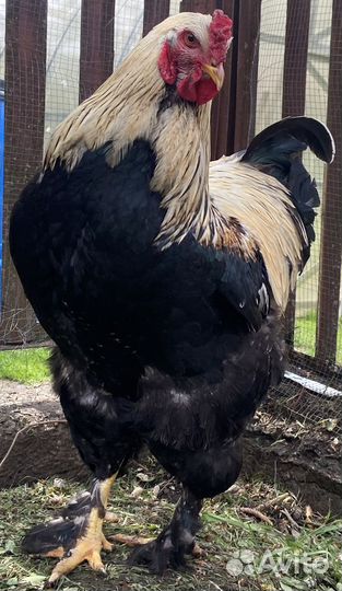 Петух ручной