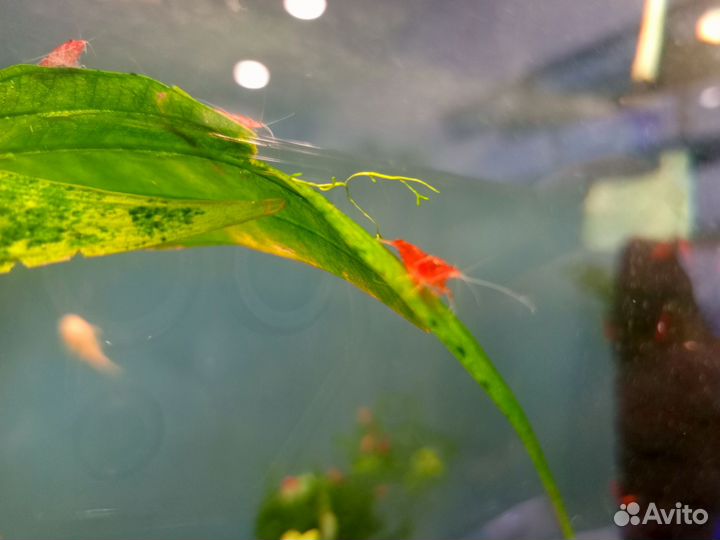 Аквариумные креветки