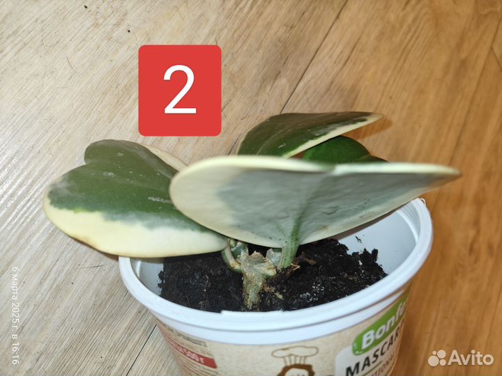 Хойя Керри вариегата альбомаргината