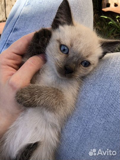 Котята девочки