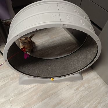 Беговое колесо для кошек (для котят)