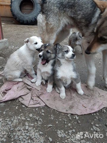 авито миасс собаки