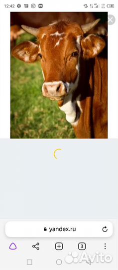 Корова стельная и телка