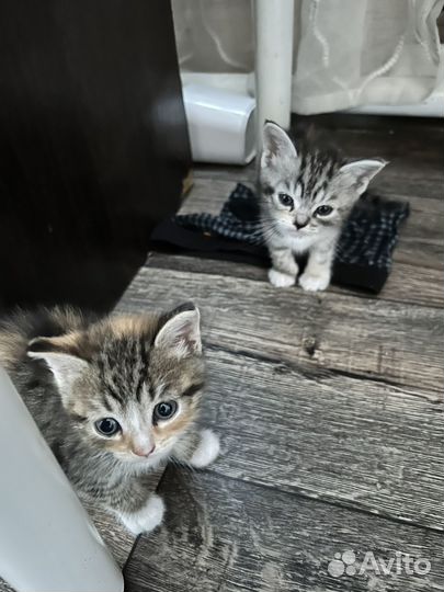 Котята отдам бесплатно