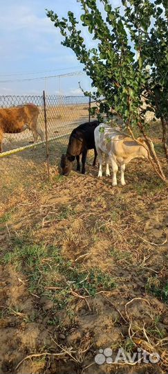 Бычки и телята