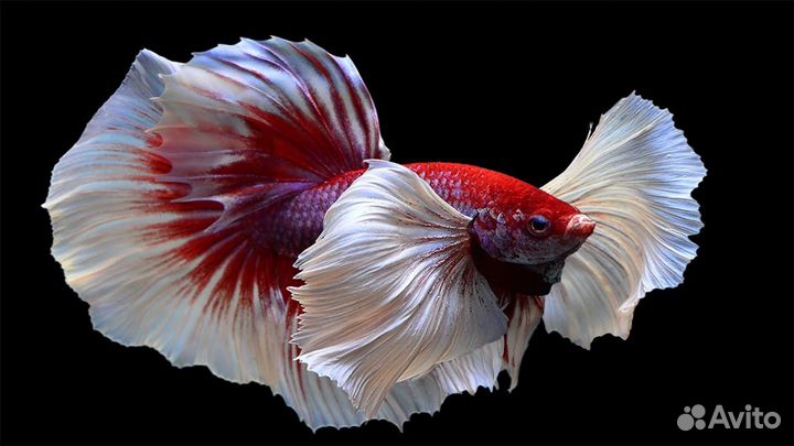 Рыба Петушок Дамбо Слоновье ухо