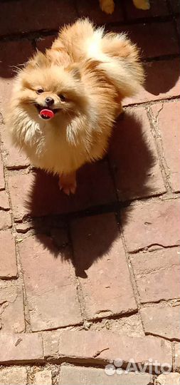 Мини парень