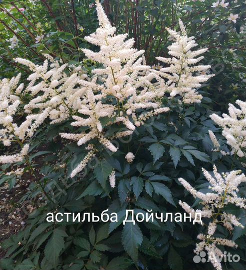 Астильбы сортовые, Многолетники, садовые цветы